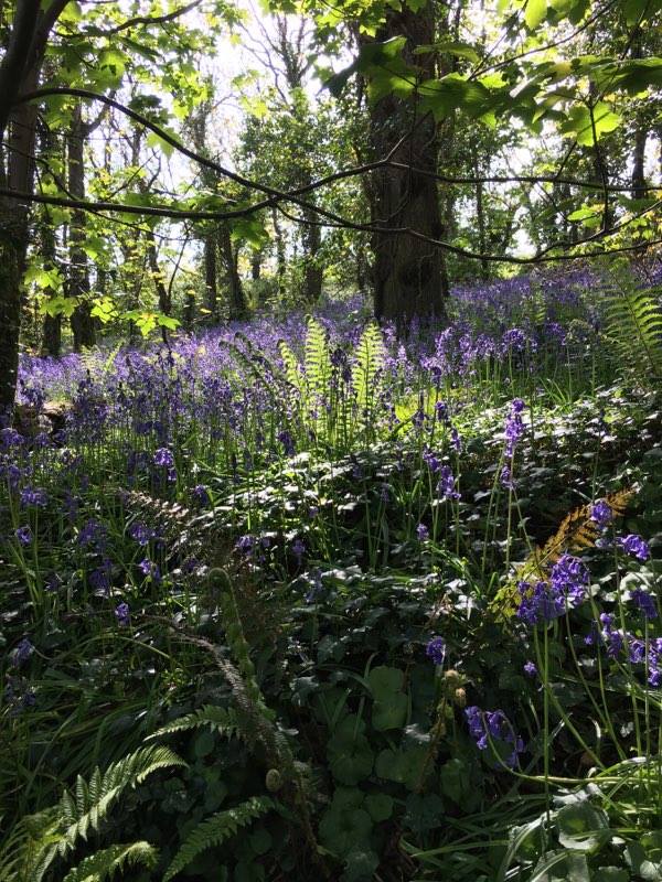 Bluebell woods