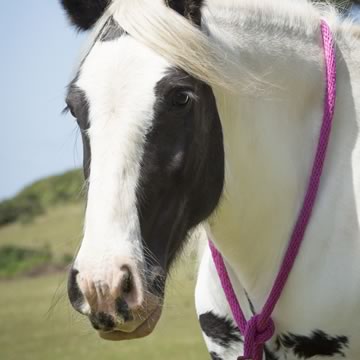 Our Beautiful Horses