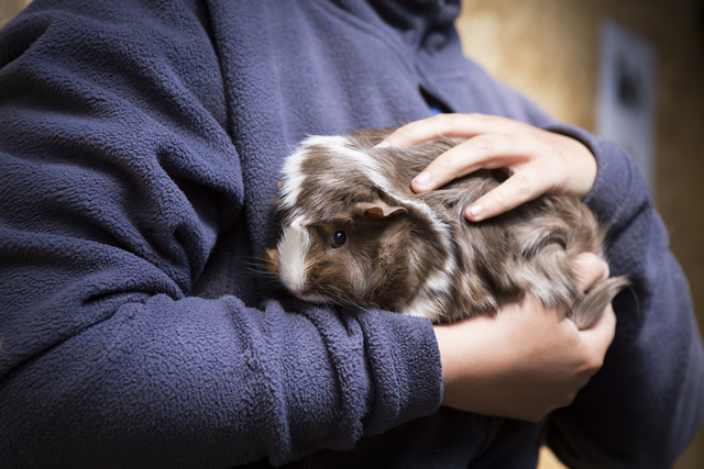 Guinea Pig